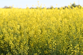 金黄色油菜花海风景摄影图片